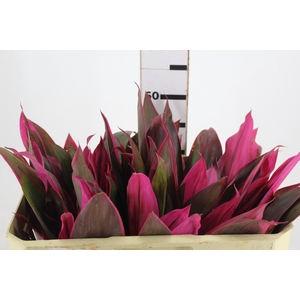 FOLHAGEM DRACENA BABY PINK