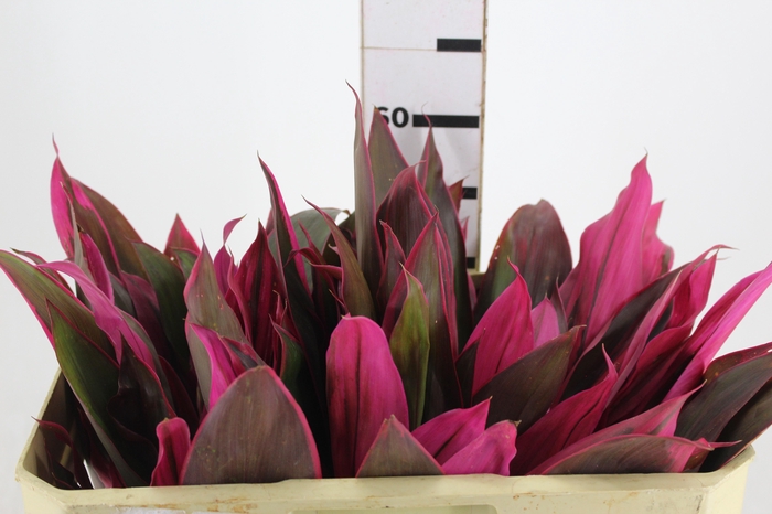 <h4>FOLHAGEM DRACENA BABY PINK</h4>