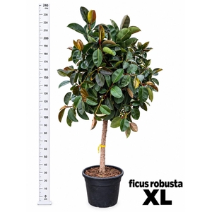 FIC EL ROBUSTA