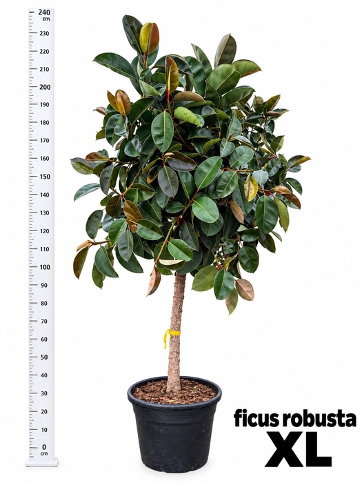 <h4>FIC EL ROBUSTA</h4>