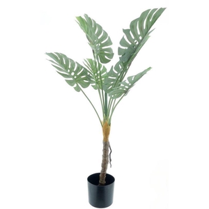 Monstera plant in pot green 90cm