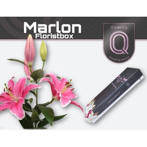 LI OR MARLON FLORISTBOX 4+