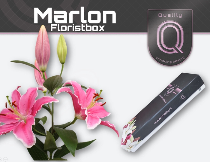 <h4>LI OR MARLON FLORISTBOX 4+</h4>