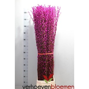 SALIX  SN FLA KLB H%