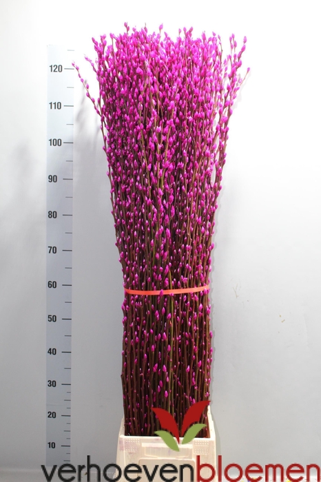 <h4>SALIX  SN FLA KLB H%</h4>