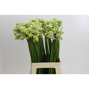 Ornithogalum Saundersiae