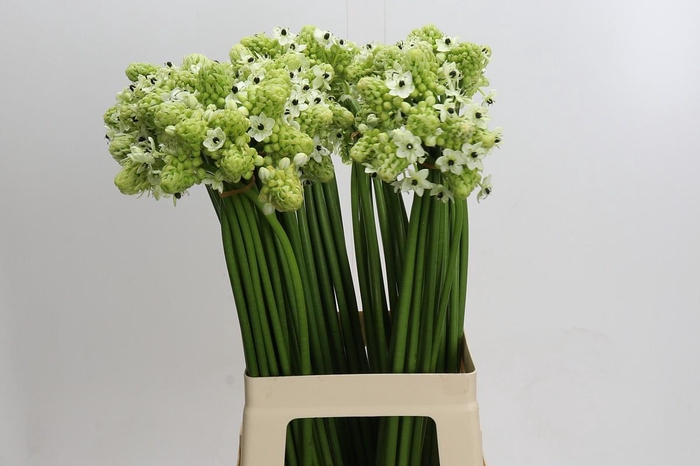<h4>Ornithogalum Saundersiae</h4>