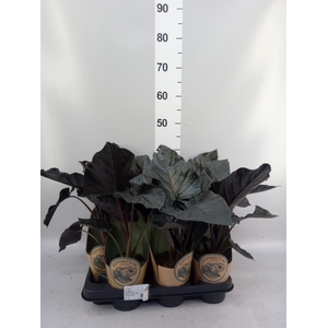 Alocasia   ...