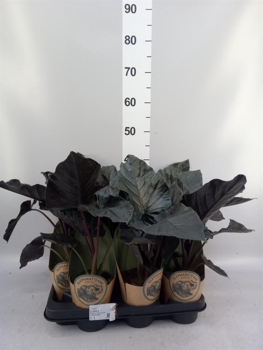 <h4>Alocasia ...</h4>
