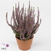 Calluna vulg. 'Garden G Rosita'