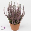 CALLU GA G ROSITA P12