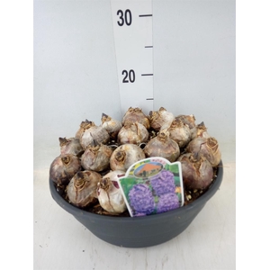 Hyacinthus orie. 'Blue Star'