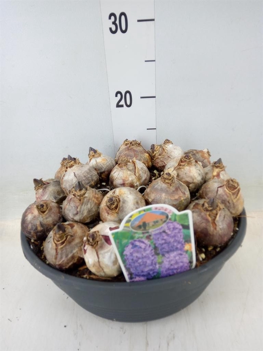 <h4>Hyacinthus orie. 'Blue Star'</h4>