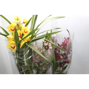 CYMBIDIUM P18 MIN 3 HT