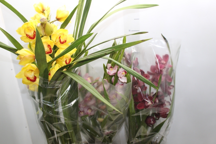 <h4>CYMBIDIUM P18 MIN 3 HT</h4>