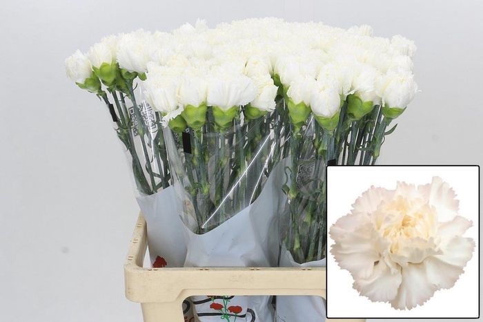 <h4>DI ST HOLLY</h4>