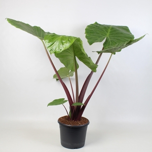 Alocasia Imperial red 30 cm