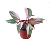 PHILODENDRON PINK PRINCESS P12