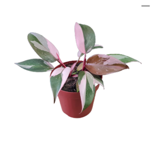 PHILODENDRON PINK PRINCESS P12