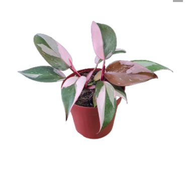 <h4>PHILODENDRON PINK PRINCESS P12</h4>