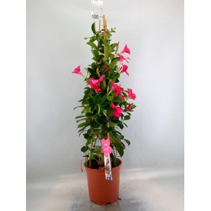 Mandevilla sand. 'SumStar Pink'