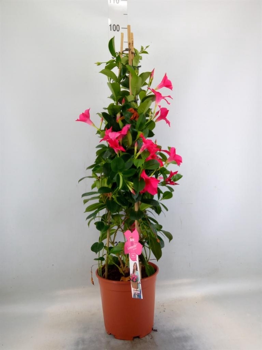 <h4>Mandevilla sand. 'SumStar Pink'</h4>