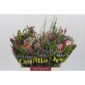 BQ Banksia Coccinea SFB