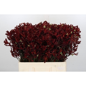 Kangaroo Paw Bush Ruby