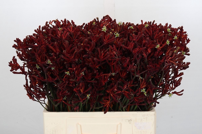 Kangaroo Paw Bush Ruby