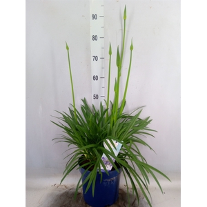 Agapanthus  'Amourette Superb'