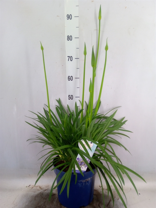 <h4>Agapanthus  'Amourette Superb'</h4>