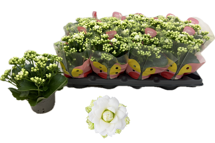 <h4>KAL GE RF GRETA</h4>