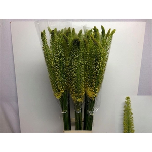 EREMURUS STENOPHYLLU