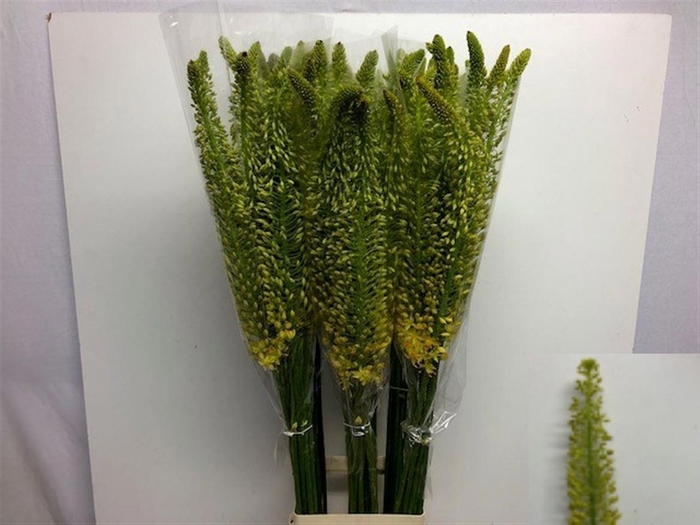 <h4>EREMURUS STENOPHYLLU</h4>