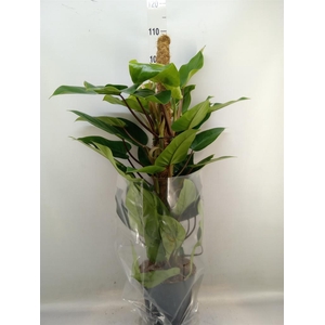 Philodendron  'Emerald Queen'