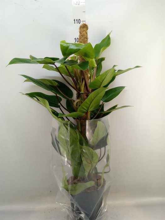<h4>Philodendron  'Emerald Queen'</h4>