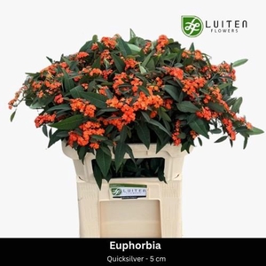 EUPH F T QUEEN ORANG