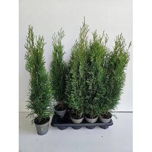 THUJA O SMARAGD