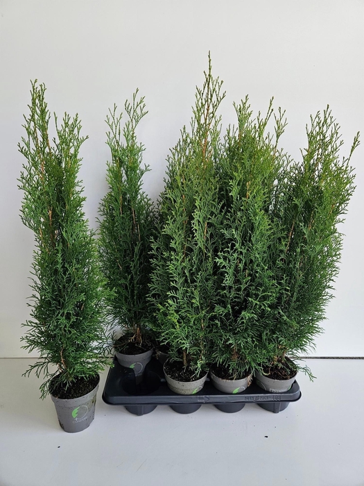 <h4>THUJA O SMARAGD</h4>