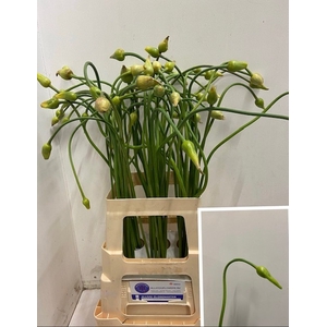 ALLIUM SAT OPHIOSCOR