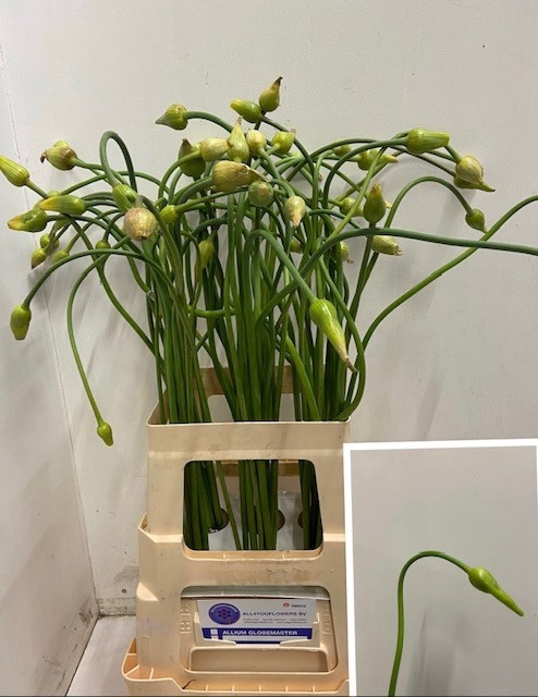 <h4>ALLIUM SAT OPHIOSCOR</h4>