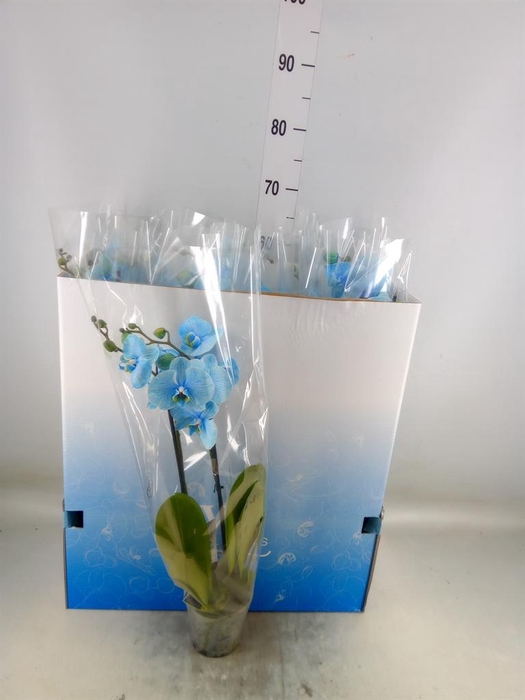 <h4>Phalaenopsis ...</h4>