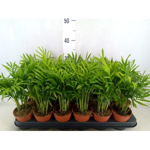 Chamaedorea elegans