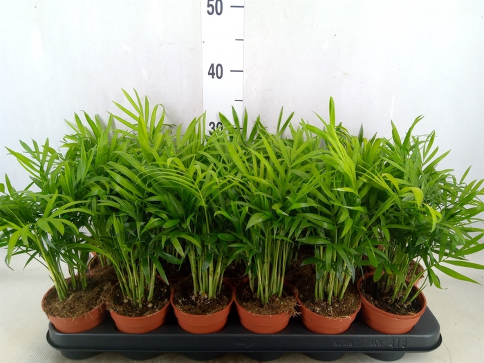 <h4>Chamaedorea elegans</h4>