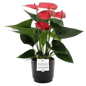 Anthurium 12 cm Sweet Dream in Pure Liv ceramics