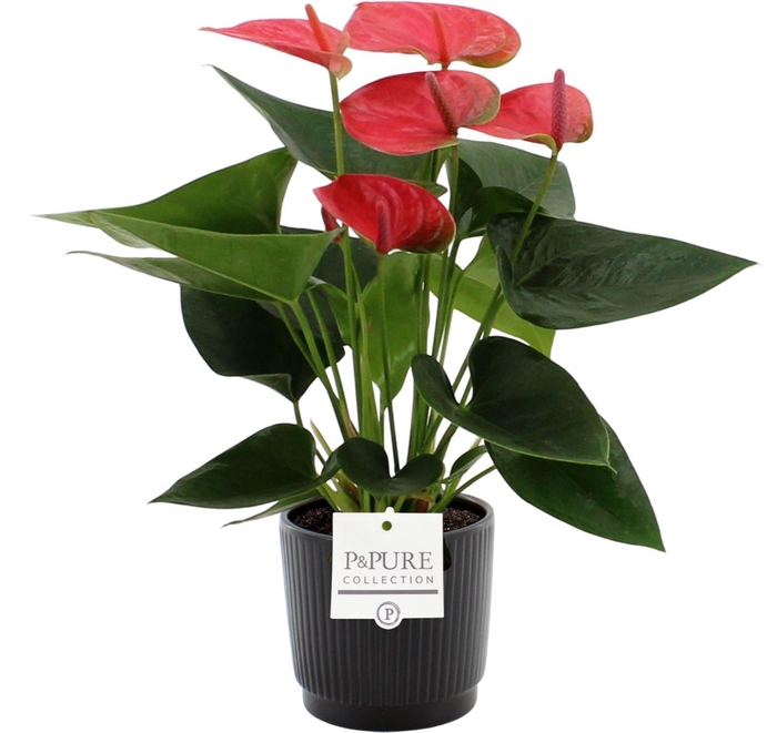 <h4>Anthurium 12 cm Sweet Dream in Pure Liv ceramics</h4>