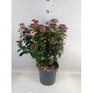 Viburnum tinus