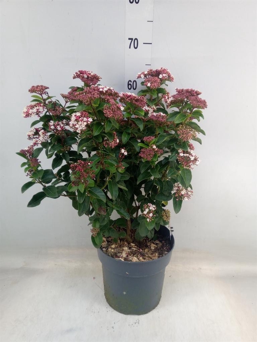 <h4>Viburnum tinus</h4>