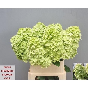 Hydrangea Magical Candle