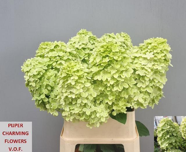 <h4>Hydrangea Magical Candle</h4>
